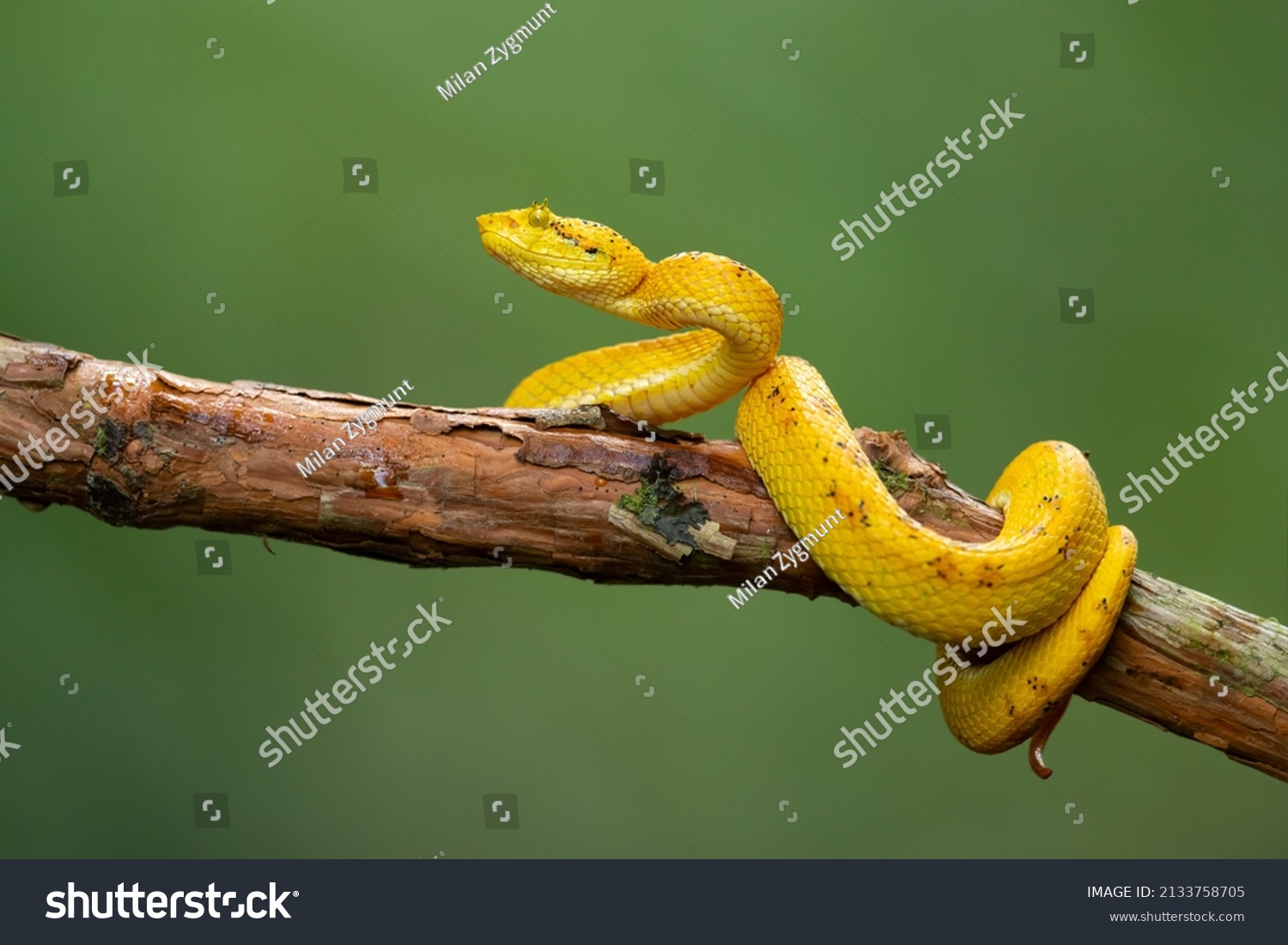 Bothriechis Supraciliaris Blotched Palmpit Viper Species Stock Photo ...