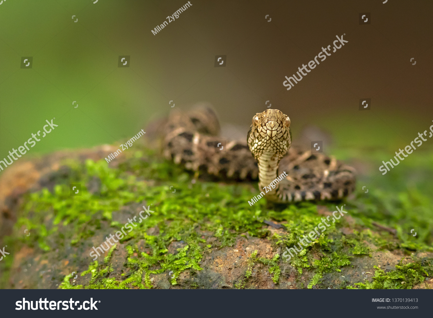 2,990 High venom Images, Stock Photos & Vectors | Shutterstock