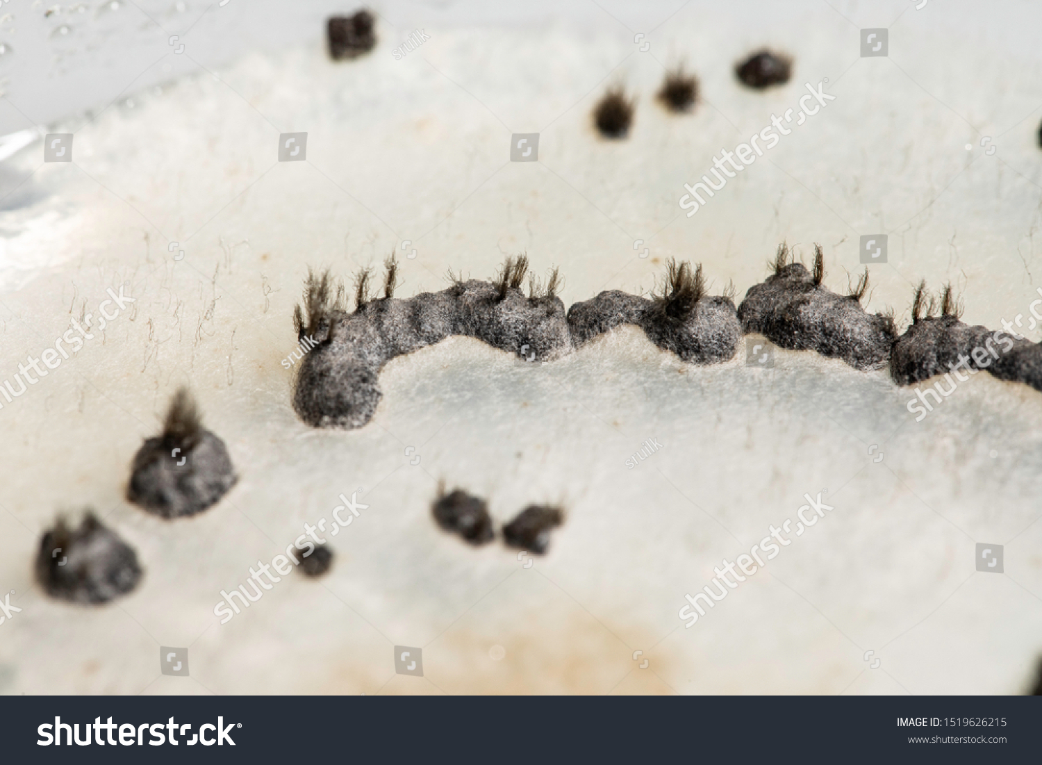 Botrytis Cinerea Seen Extreme Closeup Detail Stock Photo 1519626215 ...