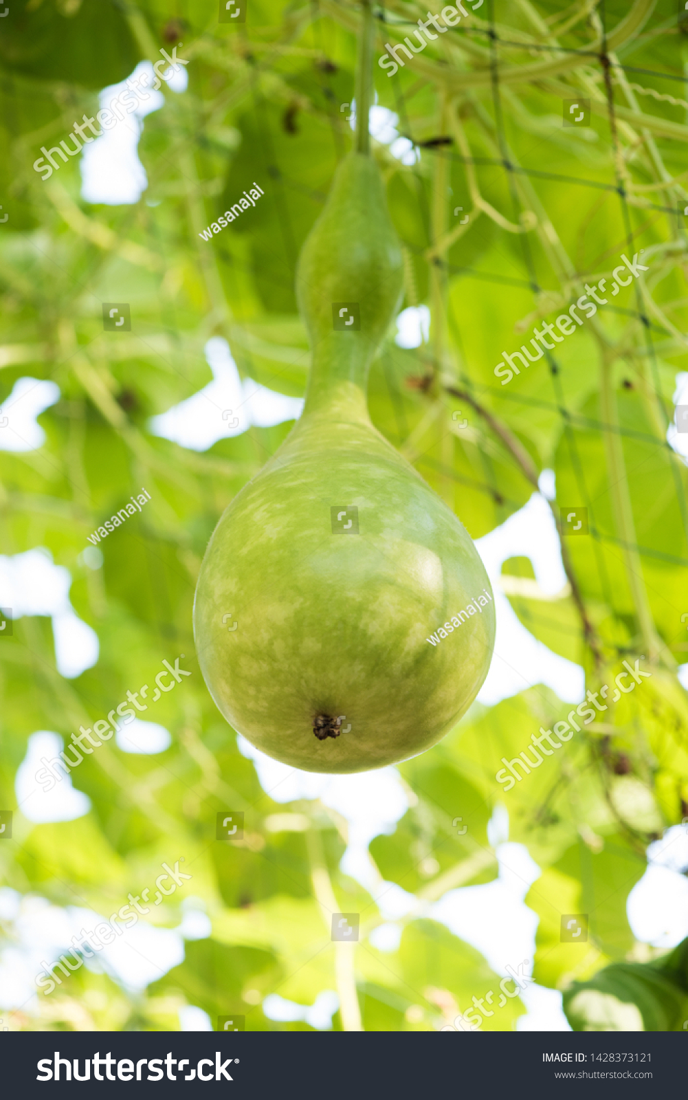 Bottle Gourd Calabash Gourdfruits On Tree Stock Photo Edit Now 1428373121