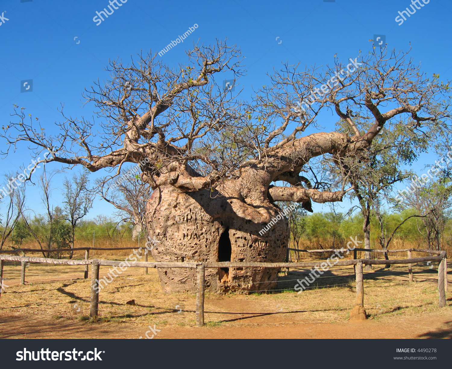 Bottle Tree In The Australian Outback Stock Photo 4490278 Shutterstock