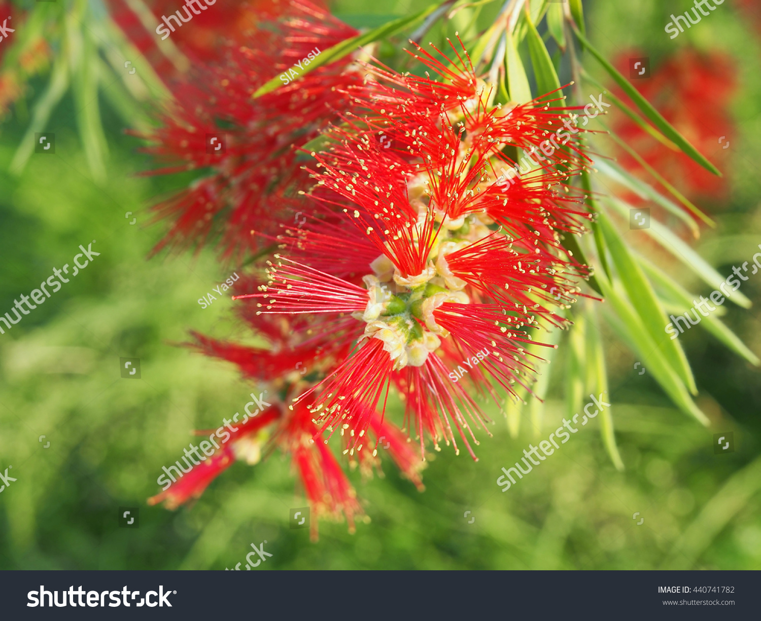 Bottlebrush Flower Stock Photo 440741782 : Shutterstock