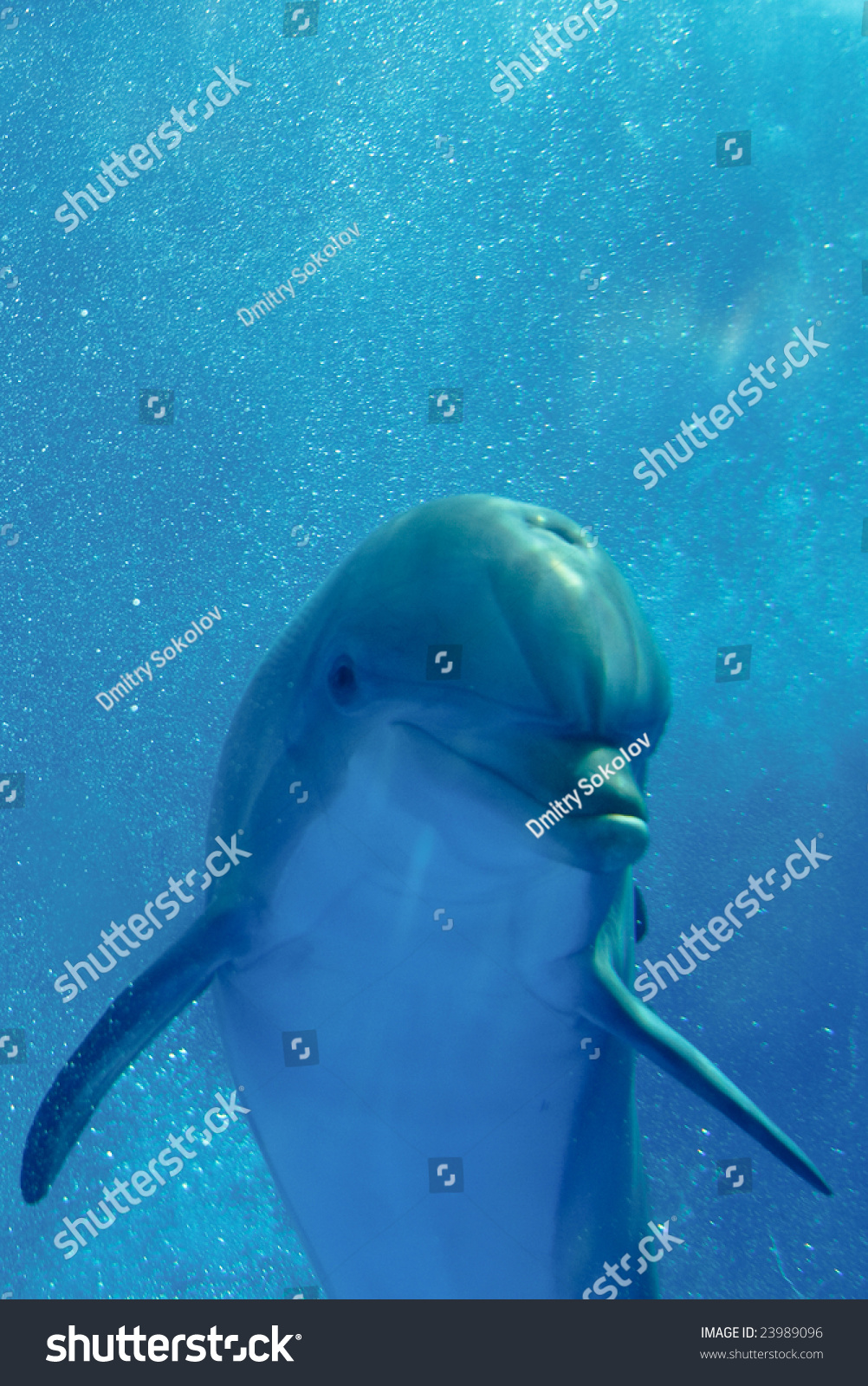 Bottlenose Dolphin Underwater Stock Photo 23989096 : Shutterstock