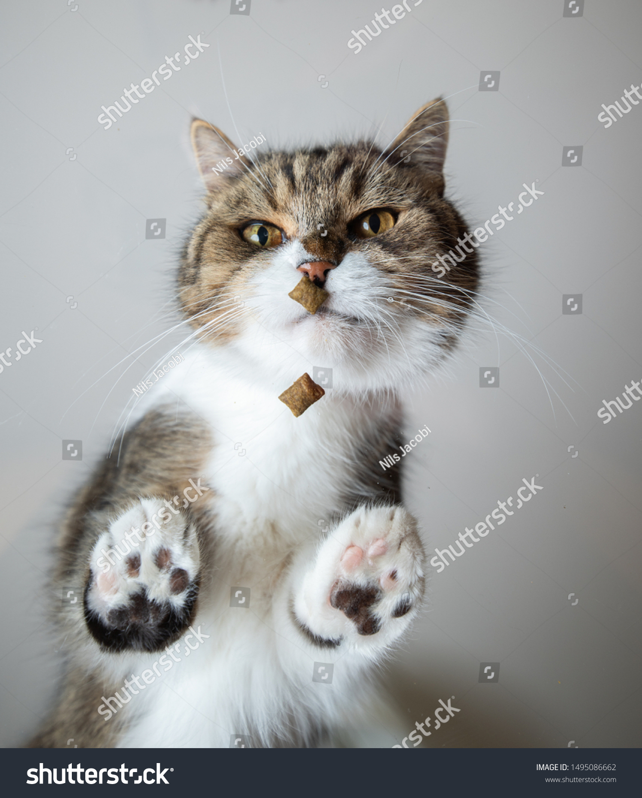 Bottom View Tabby White British Shorthair Stock Photo Edit Now