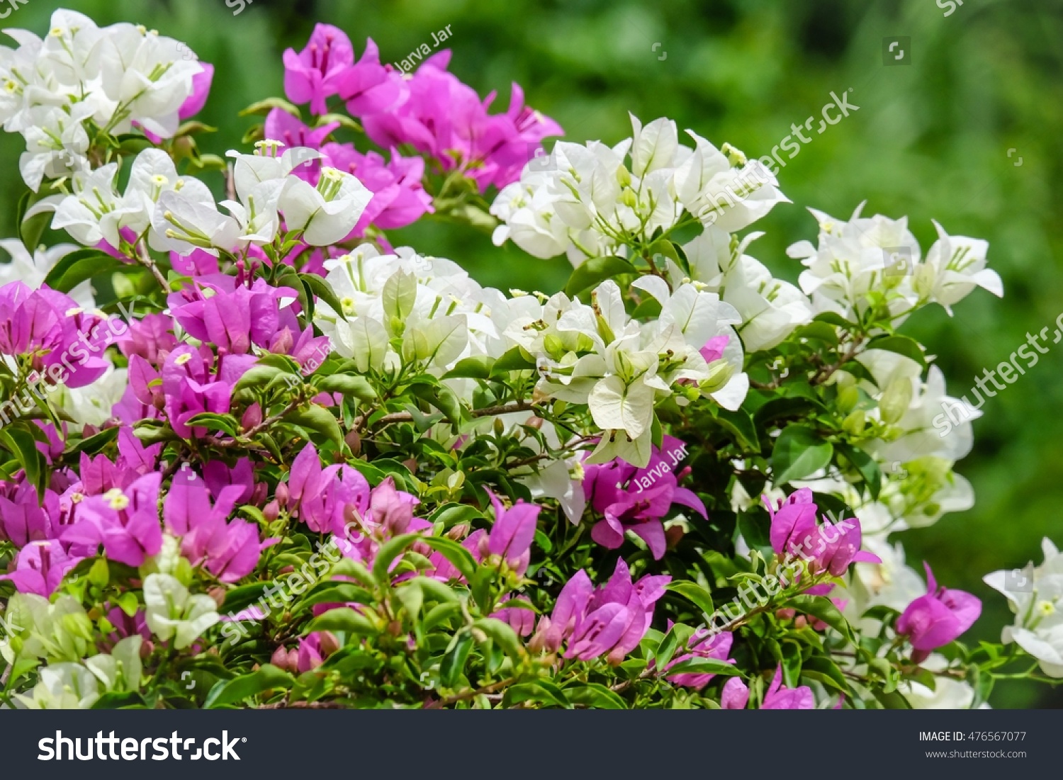 Bougainvillaea Flower Stock Photo 476567077 : Shutterstock