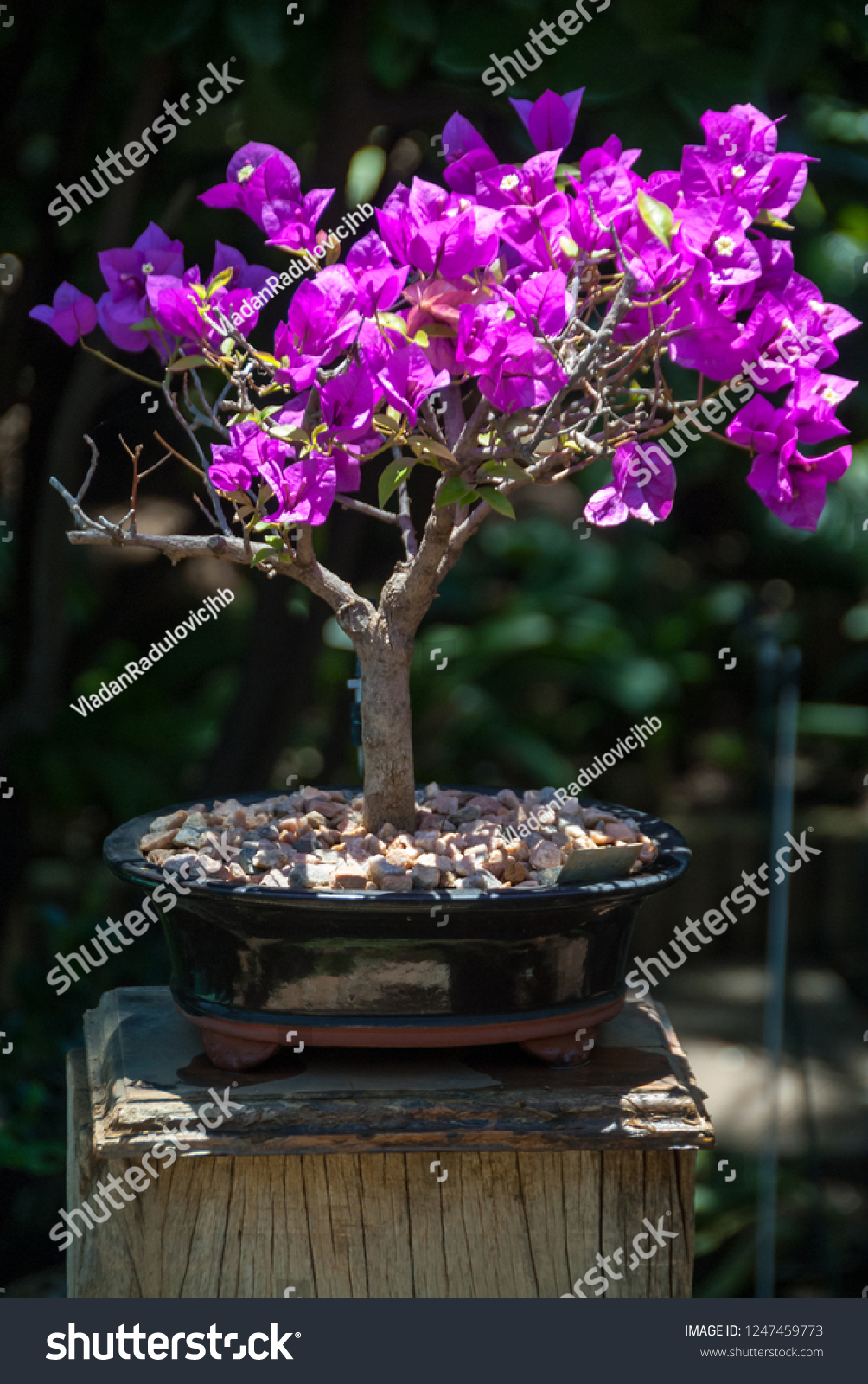 Bougainvillea Bonsai Tree Midday Sun Stock Photo Edit Now 1247459773