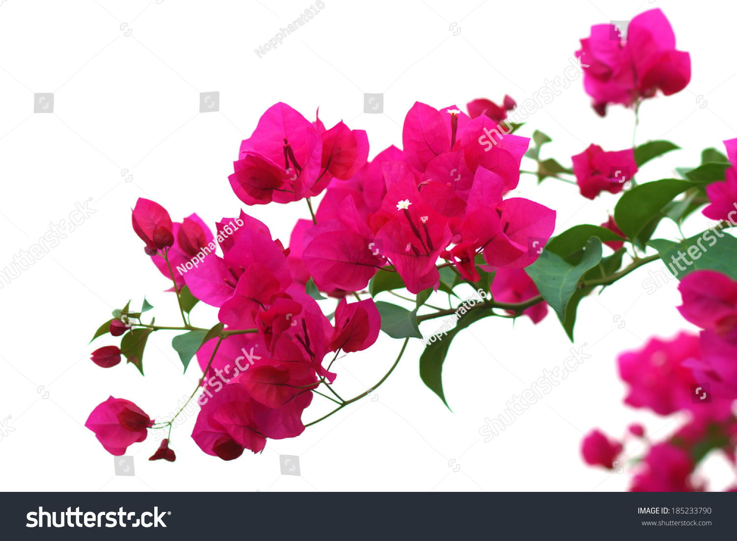 Bougainvillea Flower. Stock Photo 185233790 : Shutterstock