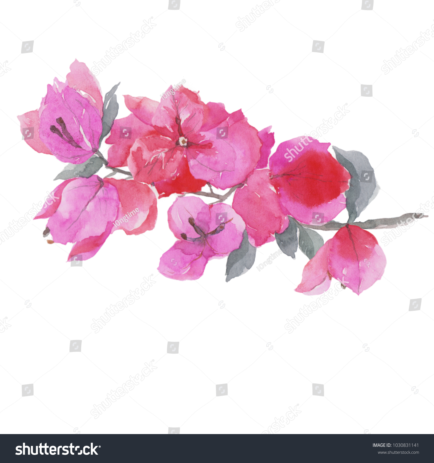 Bougainvillea Flower Watercolor Painting Isolated On のイラスト素材