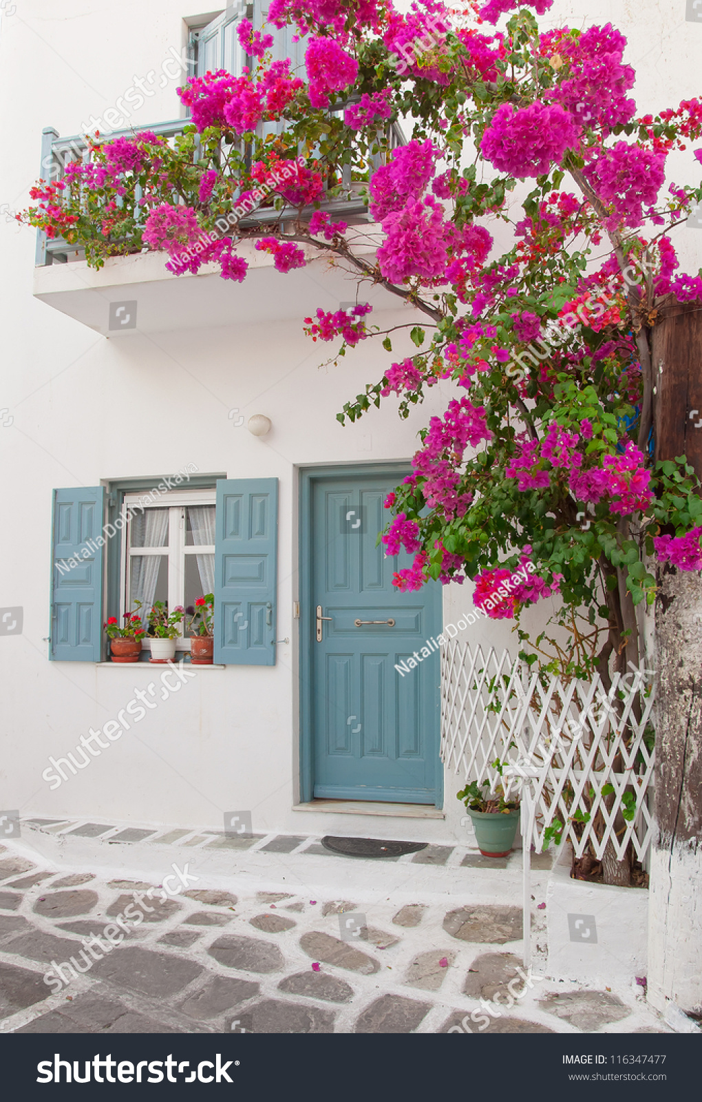 41+ How To Grow Bougainvillea In Balcony Pictures