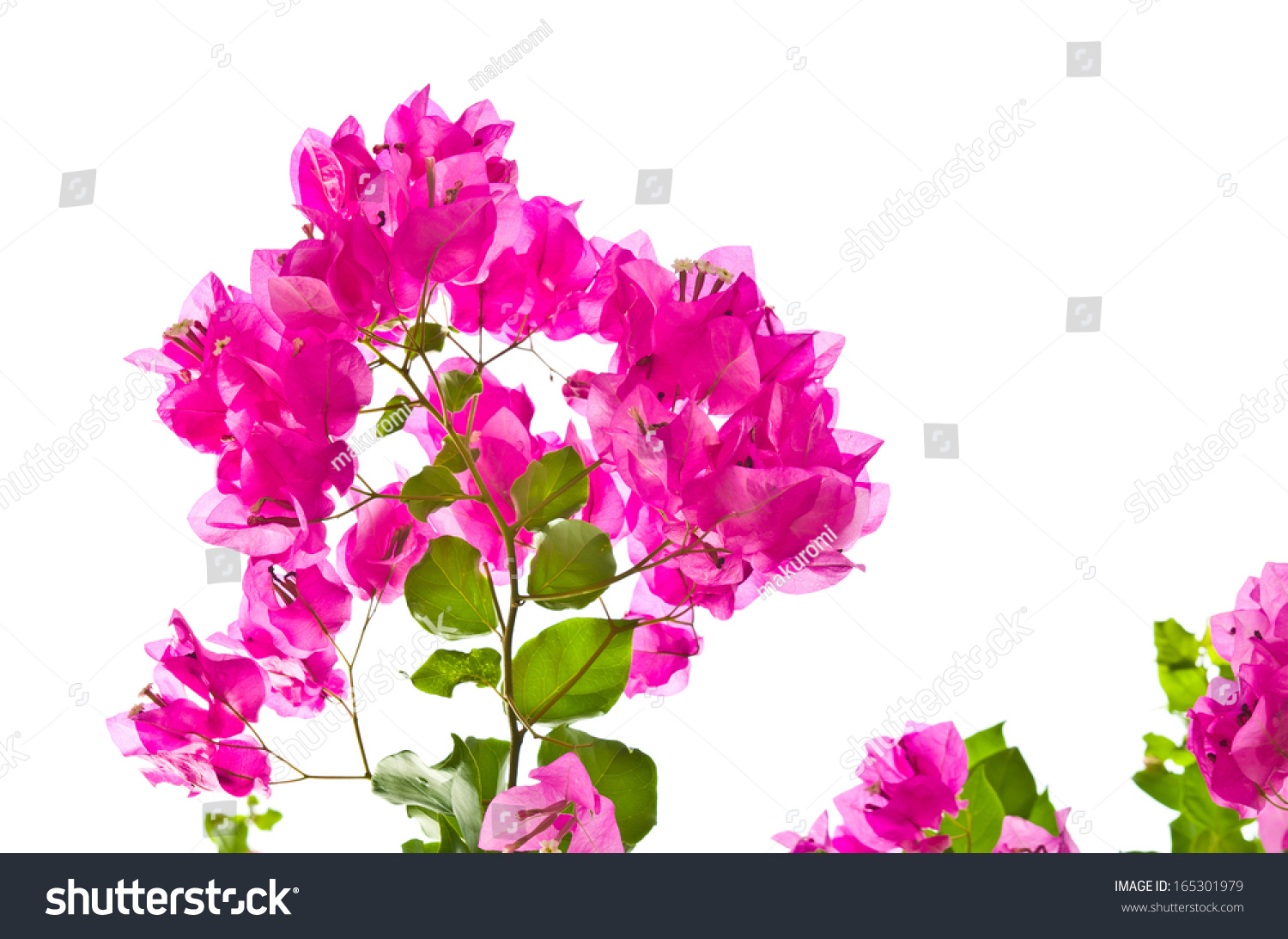 Bougainvillea Flowers Border Isolated On White Stock Photo (Edit Now ...