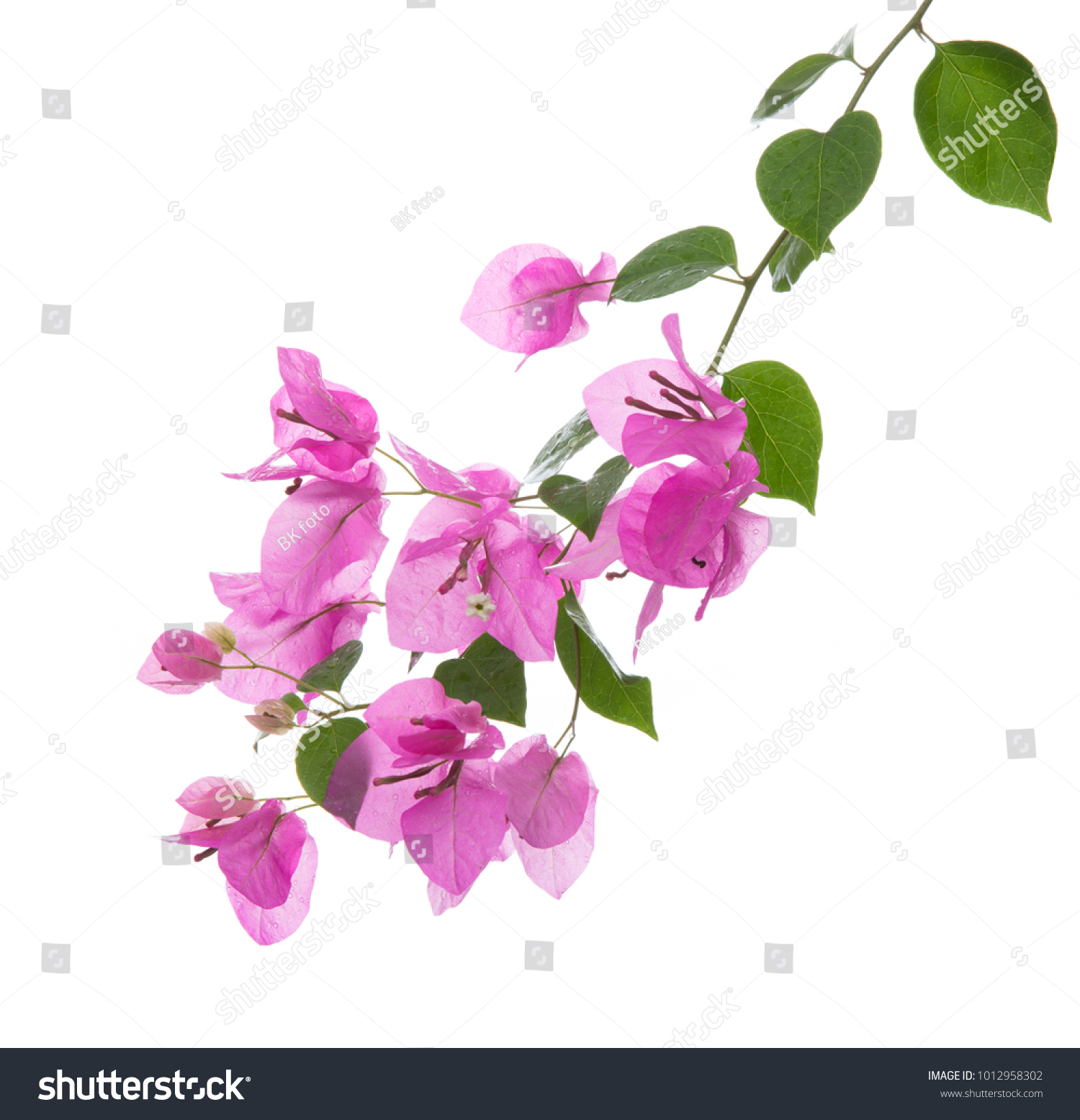 29,900 Bougainvillea on branches Images, Stock Photos & Vectors ...