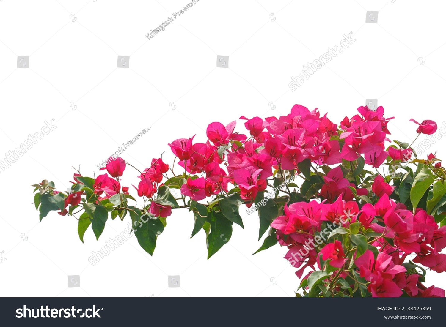 Bougainvilleas Isolated On White Background Save Stock Photo 2138426359 ...