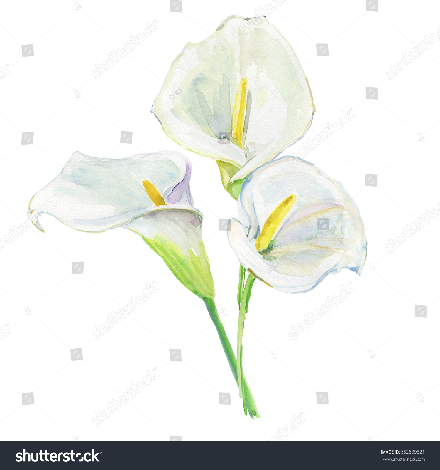 4,062 Calla watercolor Images, Stock Photos & Vectors | Shutterstock