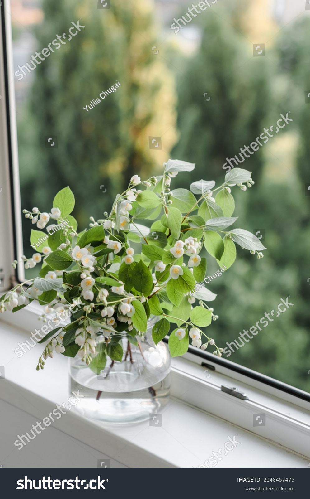 Bouquet Cut Jasmine Branches Glass Vase Stock Photo 2148457475