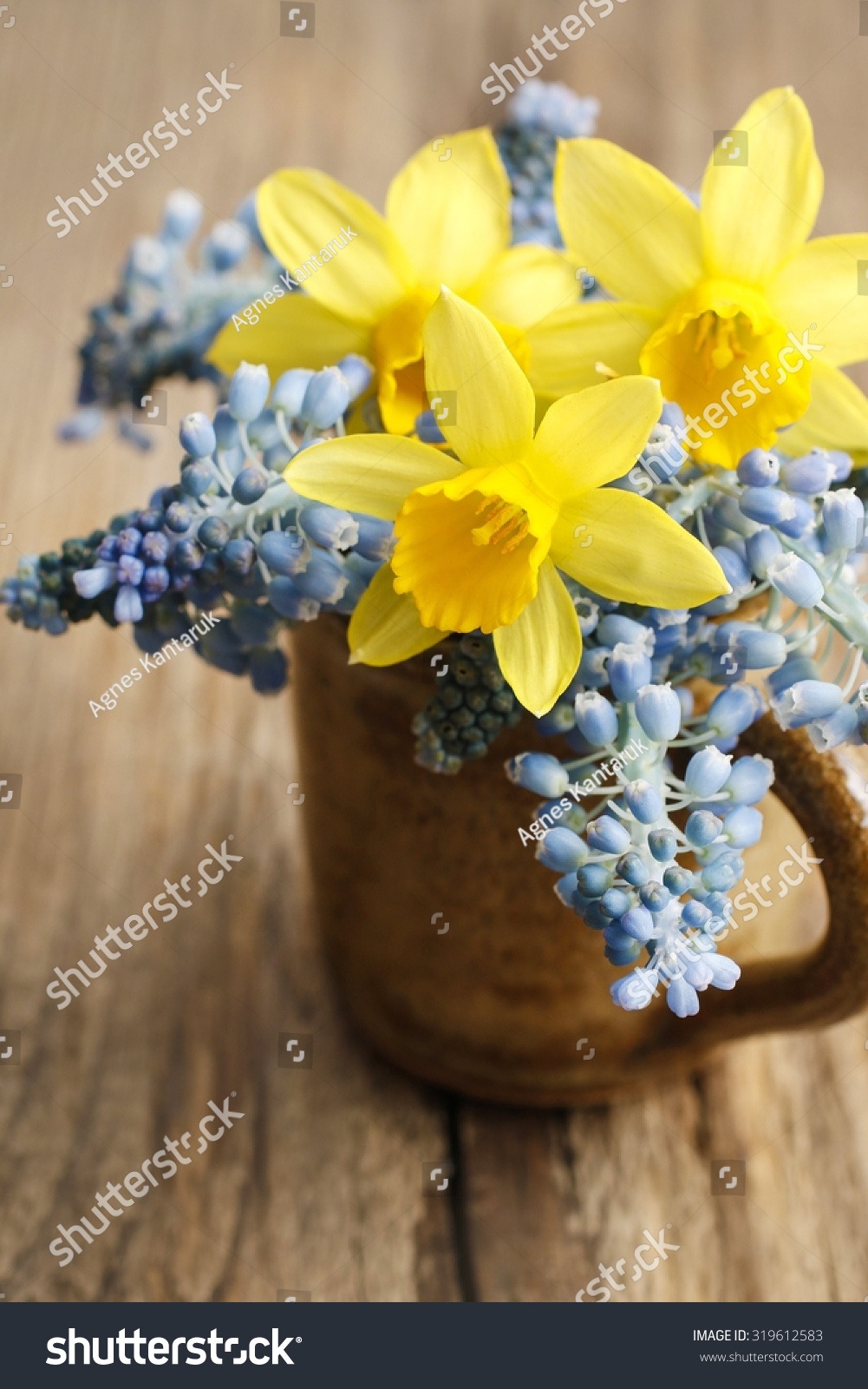 Bouquet Of Daffodils And Blue Muscari (Grape Hyacinth) Stock Photo ...