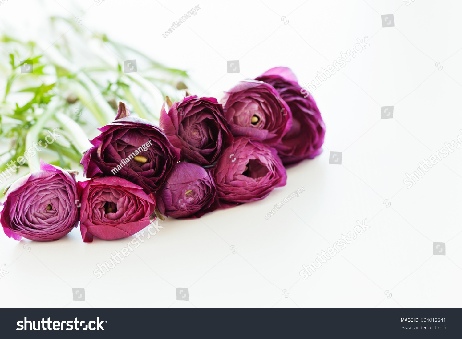 Bouquet Dark Burgundy Ranunculus Flowers On Nature Stock Image 604012241
