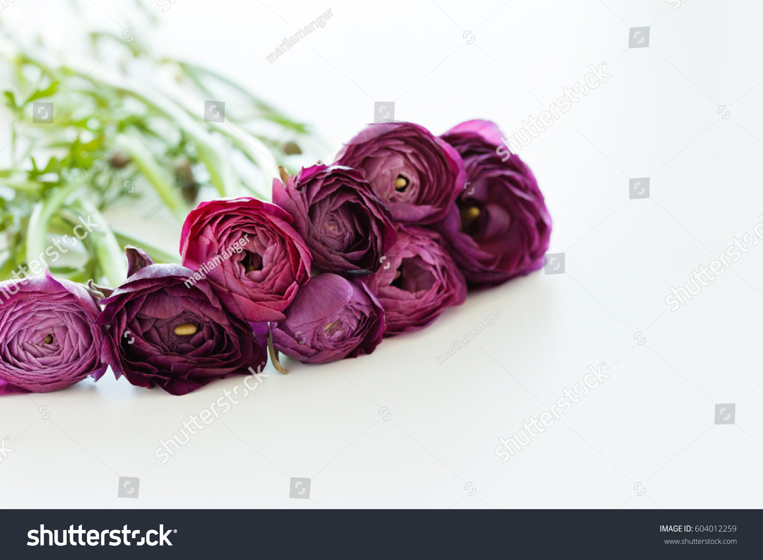 Bouquet Dark Burgundy Ranunculus Flowers On Stock Photo Edit Now 604012259