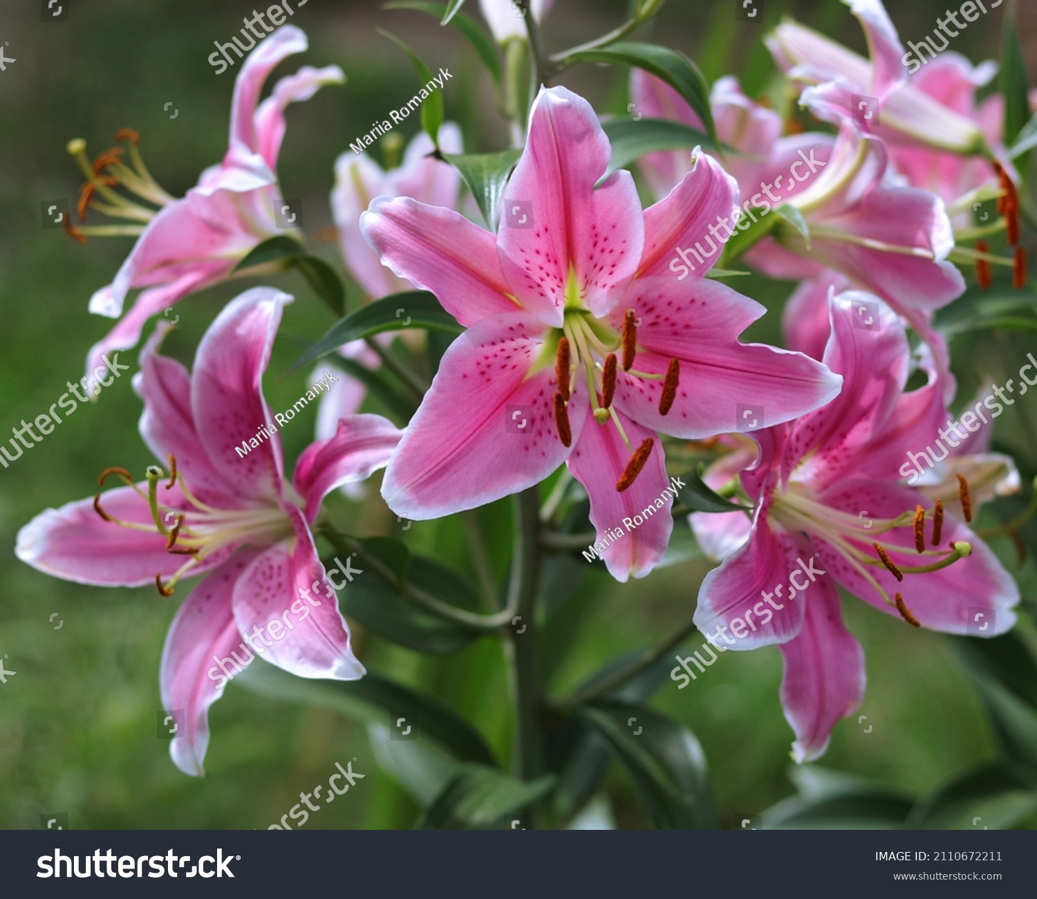 53,219 Flower lilium Images, Stock Photos & Vectors | Shutterstock