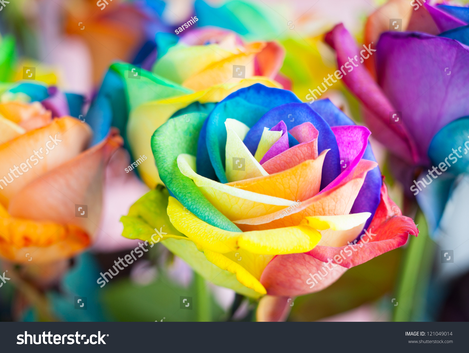 Bouquet Of Multi-Colored Roses (Rainbow Rose) Stock Photo 121049014 ...