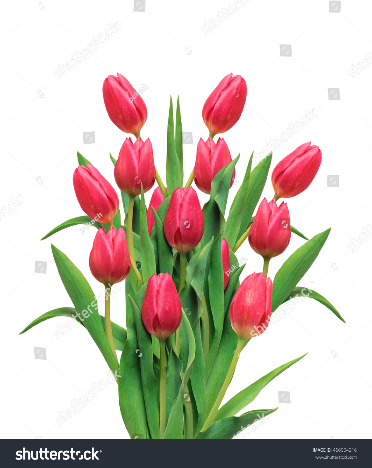 Bouquet Pink Tulips Isolated On White Stock Photo Bouquet Pink Tulips Isolated On White Stock Photo