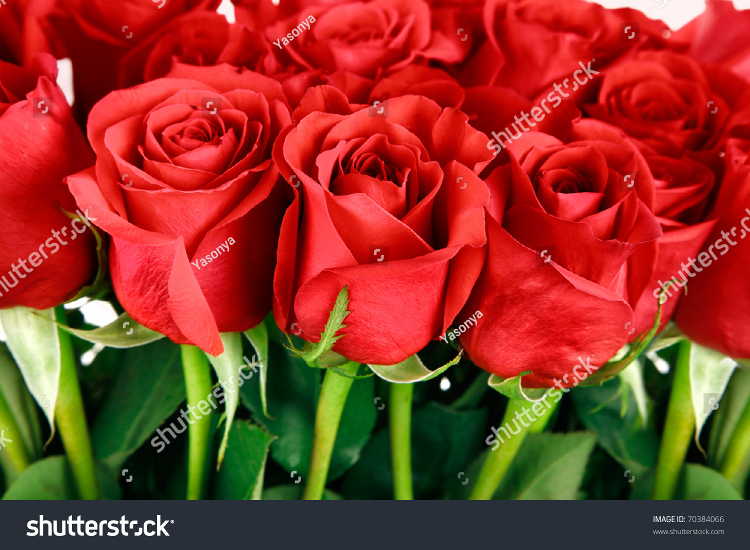 Bouquet Of Red Roses Buds Macro Close-Up Stock Photo 70384066 ...