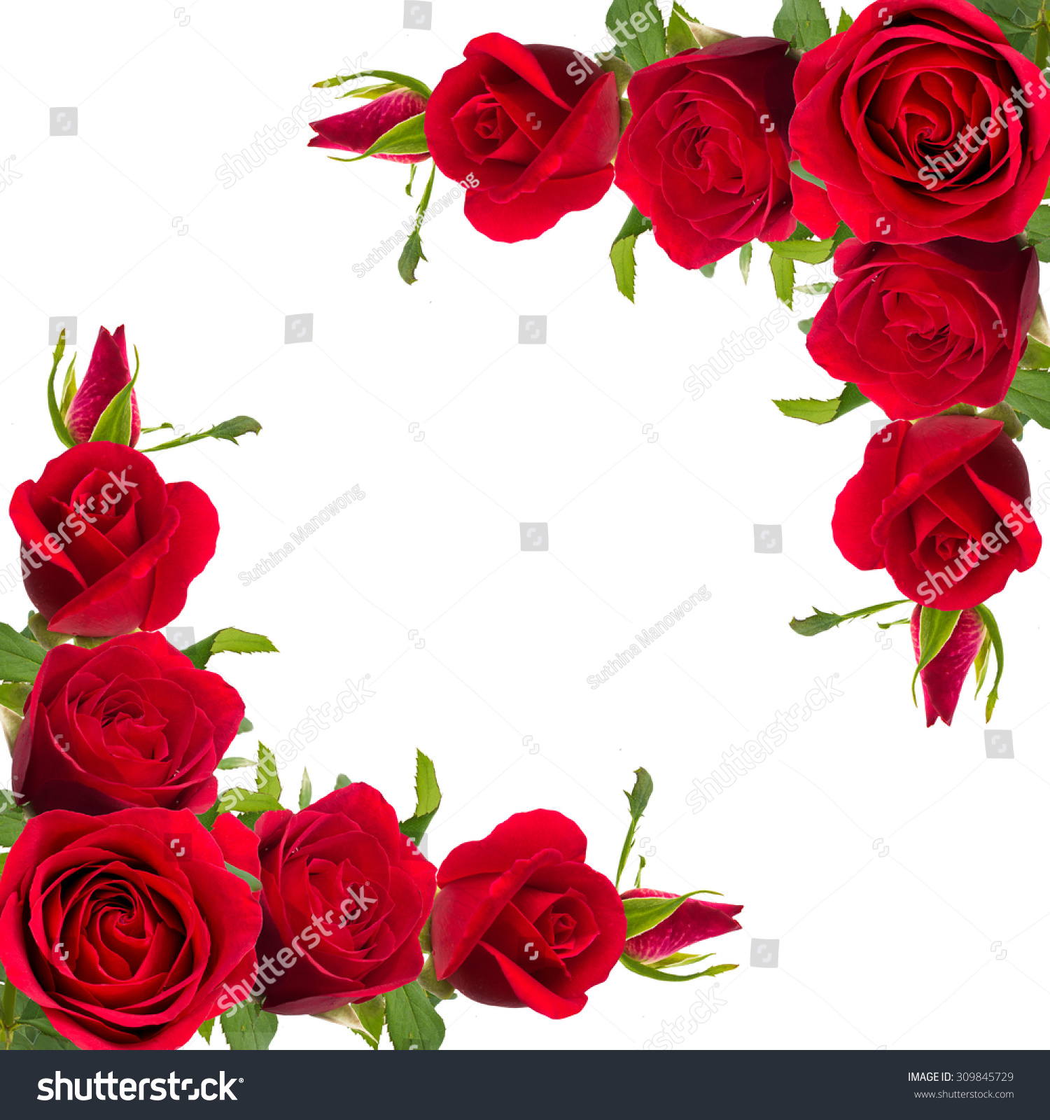 Bouquet Red Roses On White Background Stock Photo 309845729 | Shutterstock