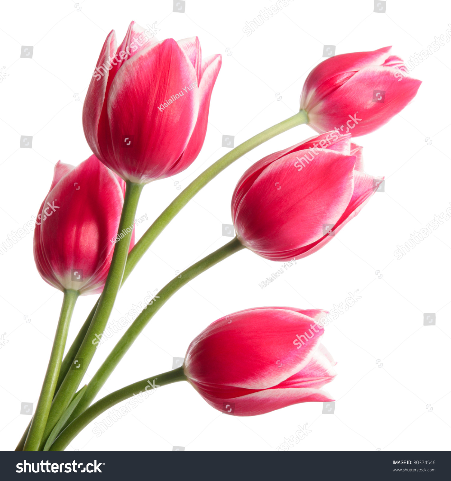 Bouquet Of Tulips On White Background Stock Photo 80374546 Shutterstock Bouquet Of Tulips On White Background Stock Photo 80374546 Shutterstock