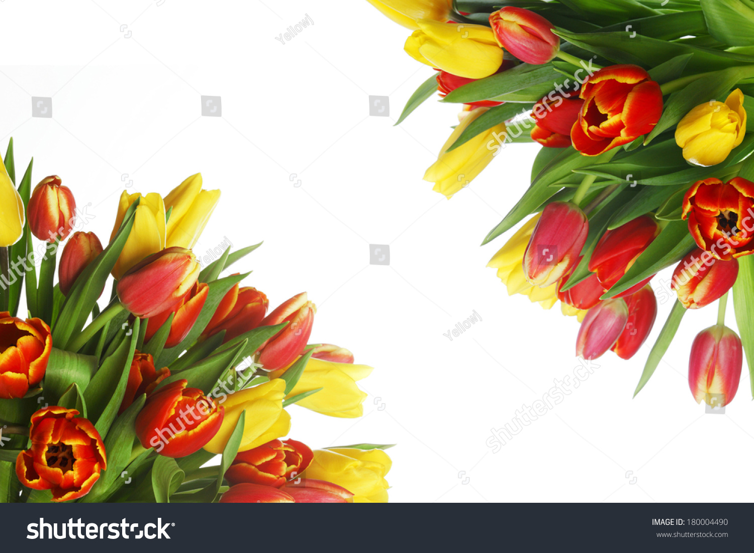  White Classic  Template Design Featuring Bouquet of Yellow and Red Tulips in Corner