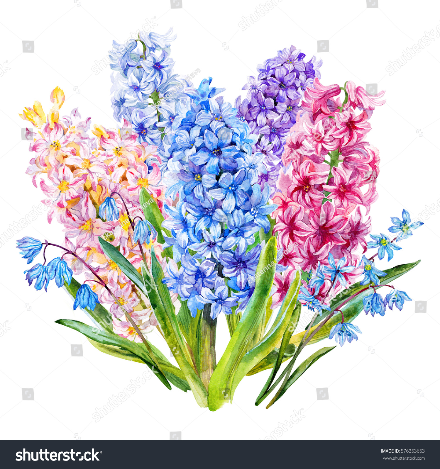 Bouquet Hyacinth Scylla Watercolor Stock Illustration Shutterstock