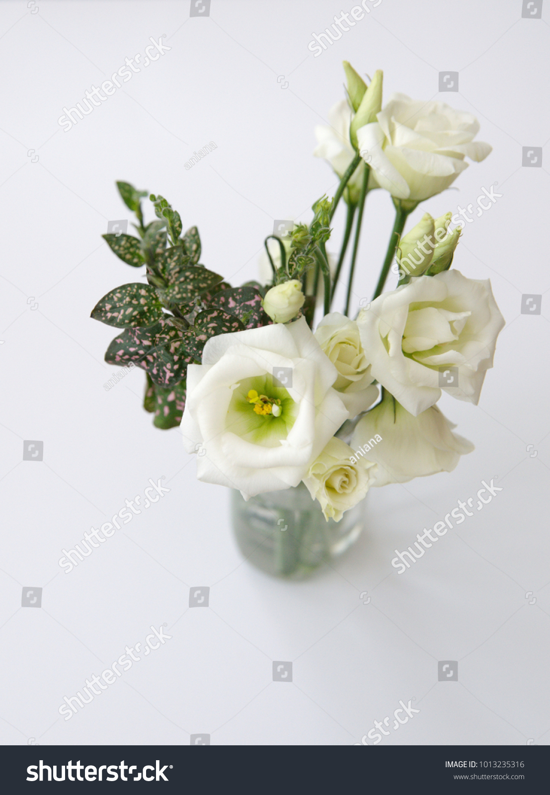 Bouquet White Flowers Polka Dot Plant Nature Stock Image 1013235316