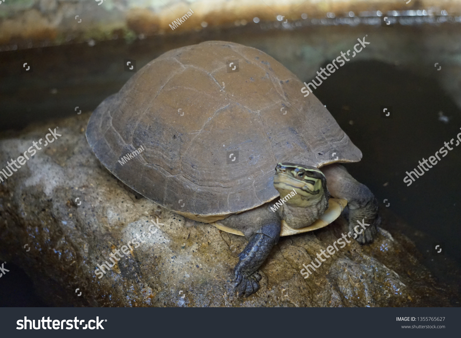 Box Turtle Head Stock Photo 1355765627 | Shutterstock