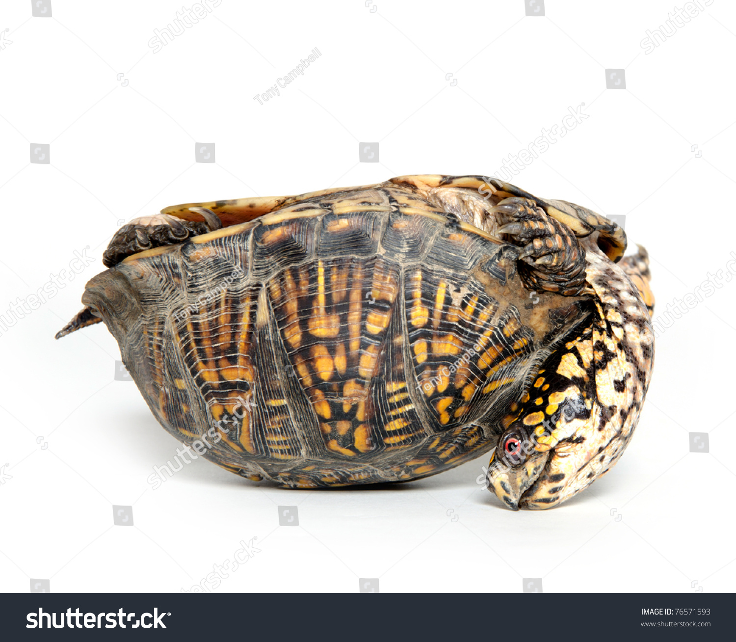 Box Turtle Upside Down On Back Stock Photo 76571593 - Shutterstock