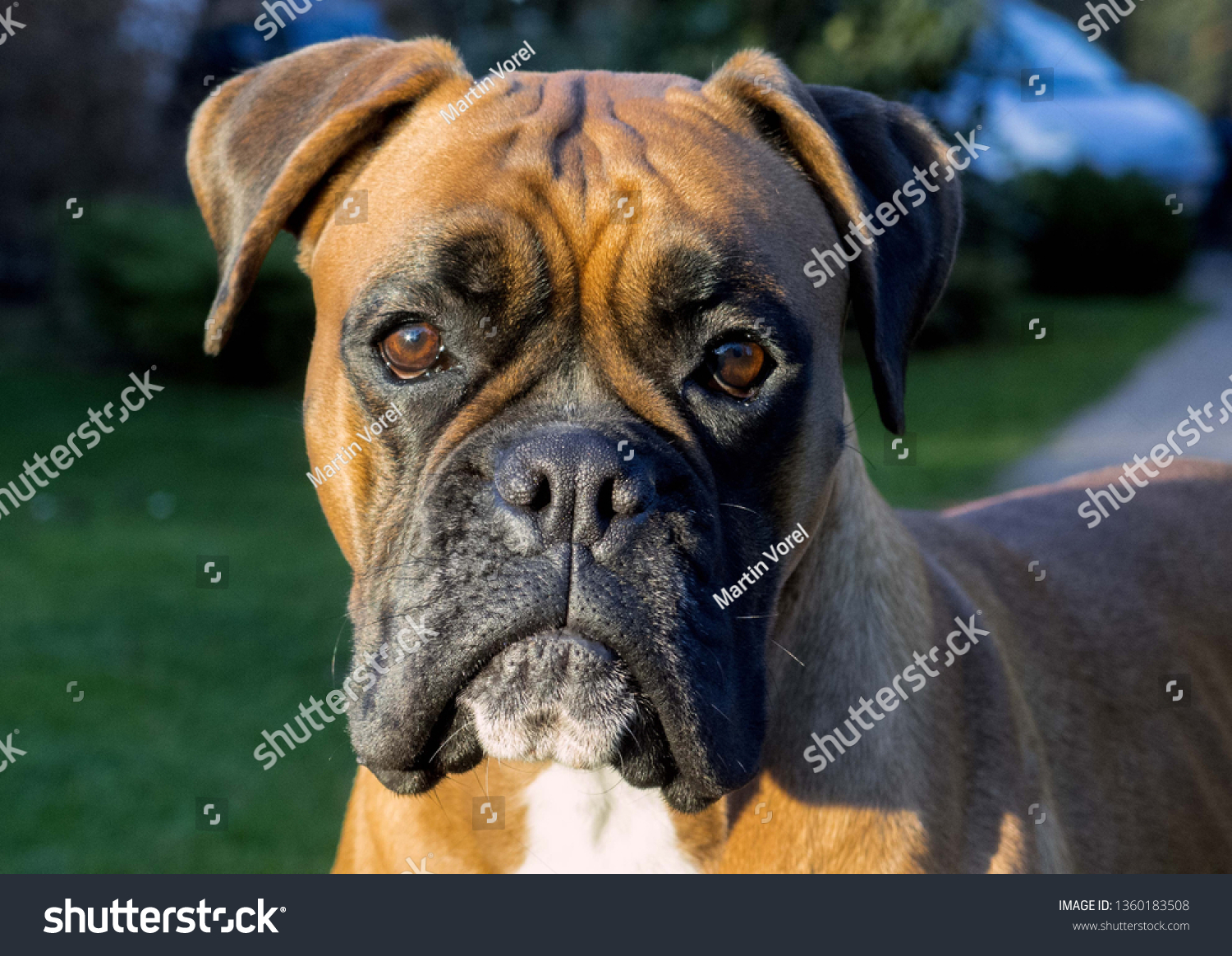 Boxer Dog Face German Boxer Deutscher Stock Photo Edit Now