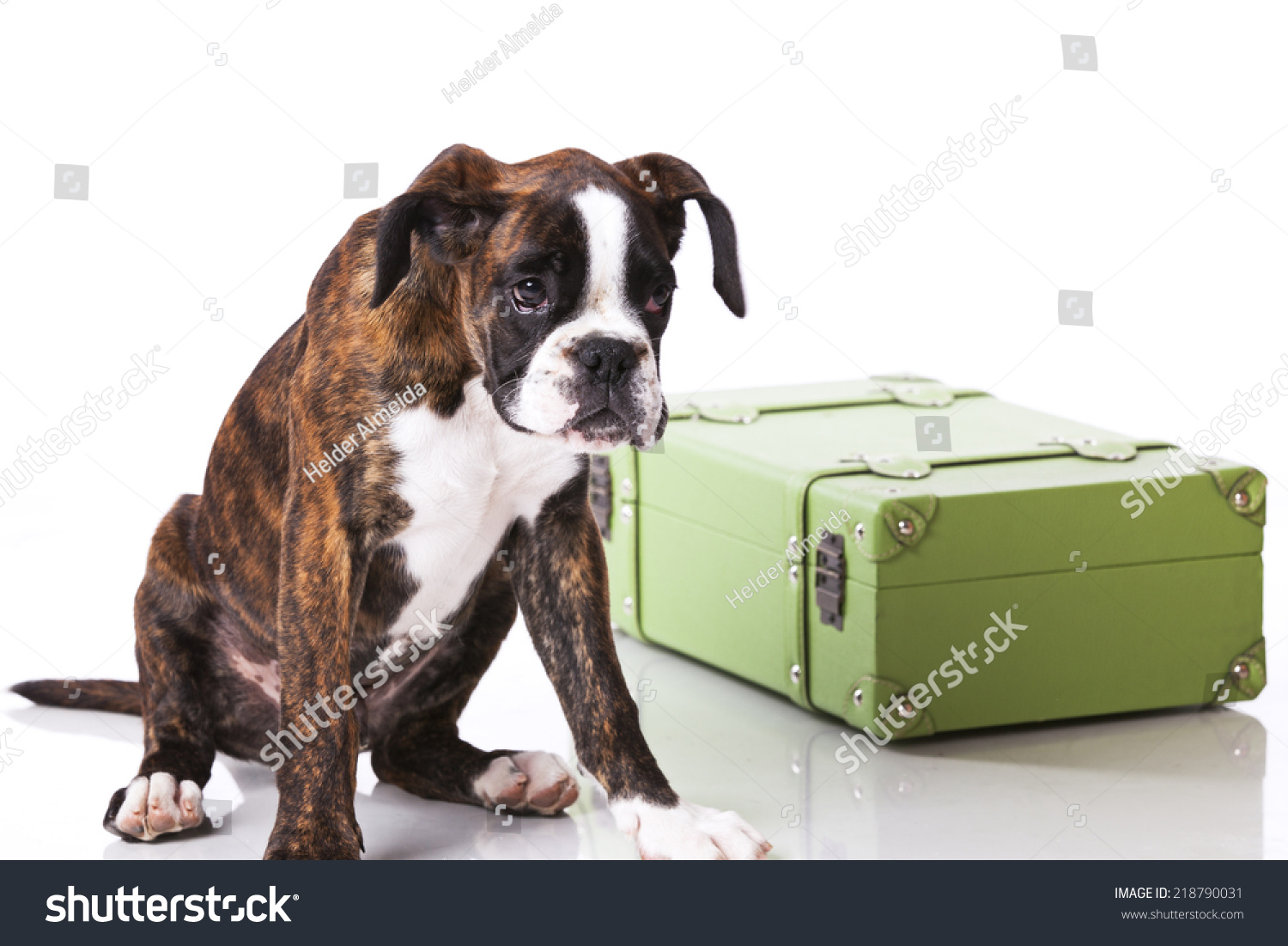 dog packing suitcase