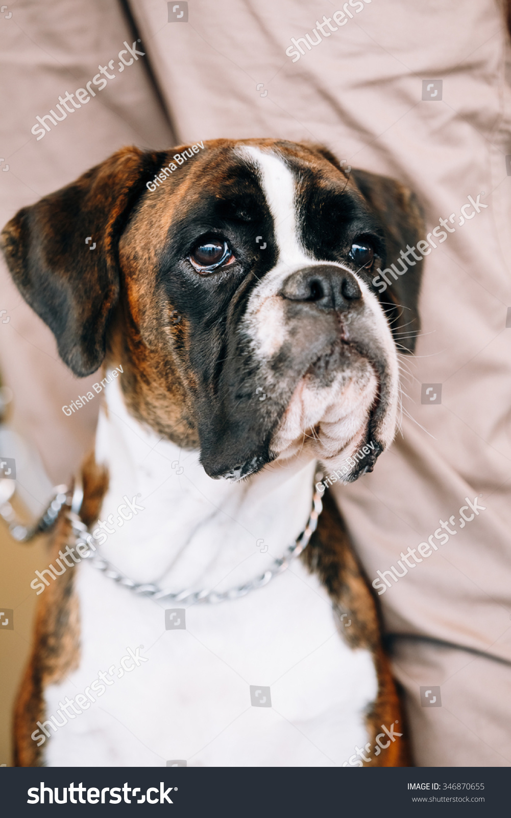 Boxer Dog Sitting Near Owner Boxer Stock Photo Edit Now 346870655