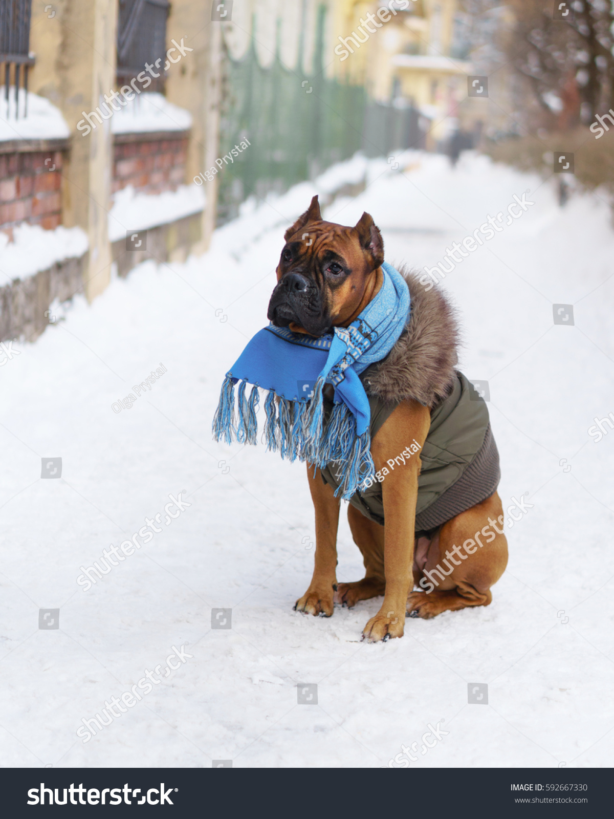 boxer dog scarf