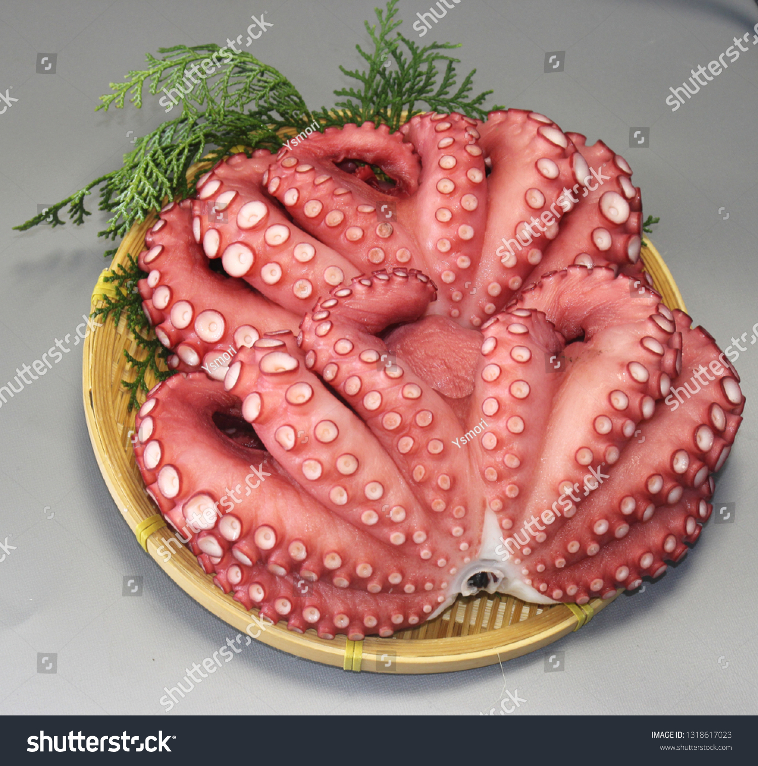 Boyle Has Been Octopus Octopus Common Stock Photo Edit Now