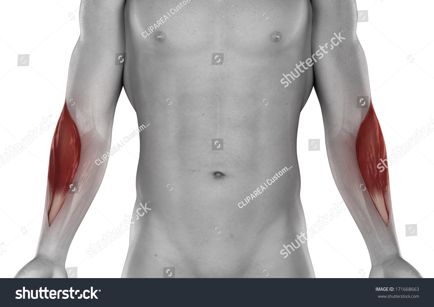 Brachioradialis Male Muscles Anatomy Anterior View Stock Illustration 171668663 Shutterstock 5809