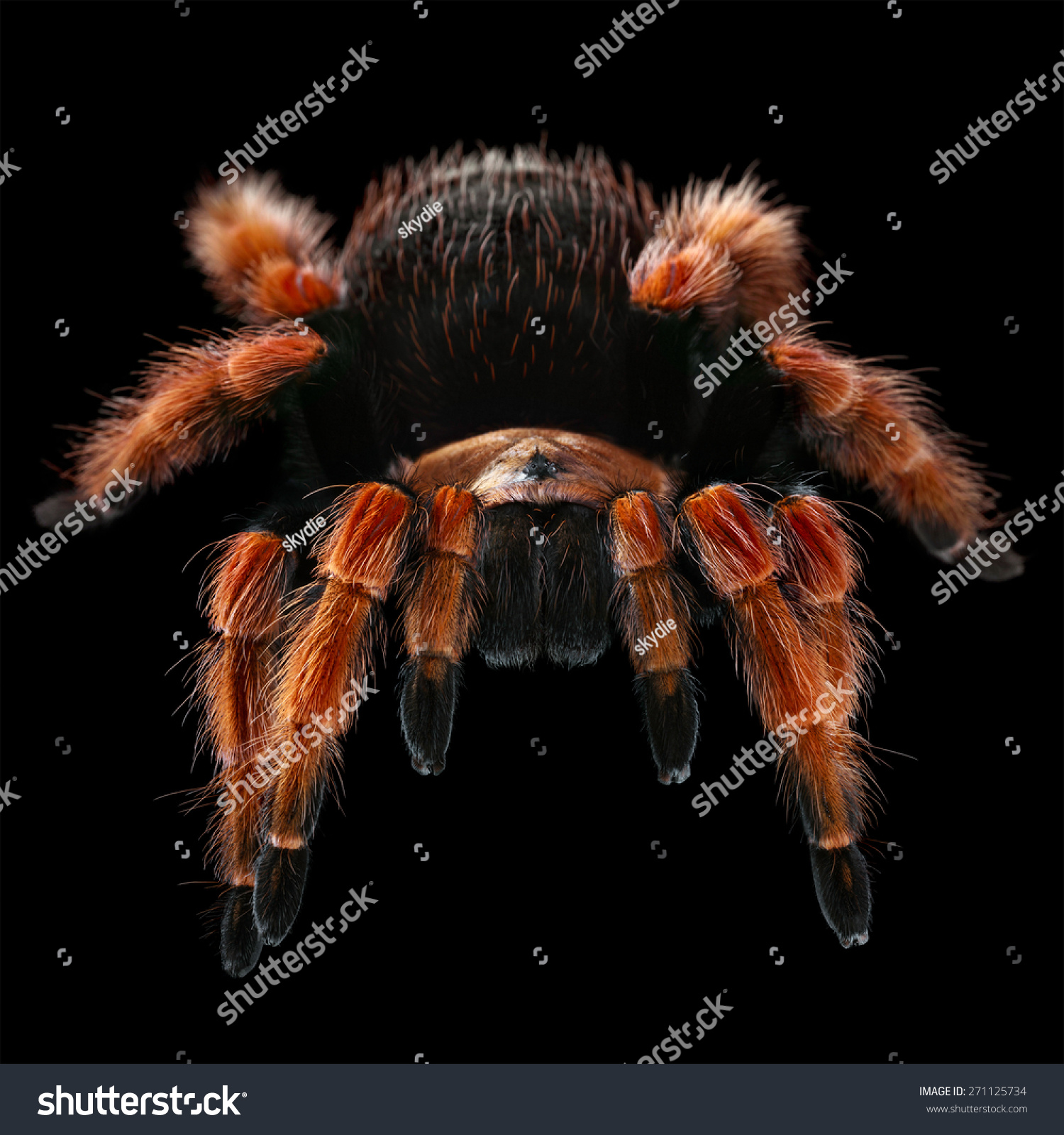 boehmei tarantula size