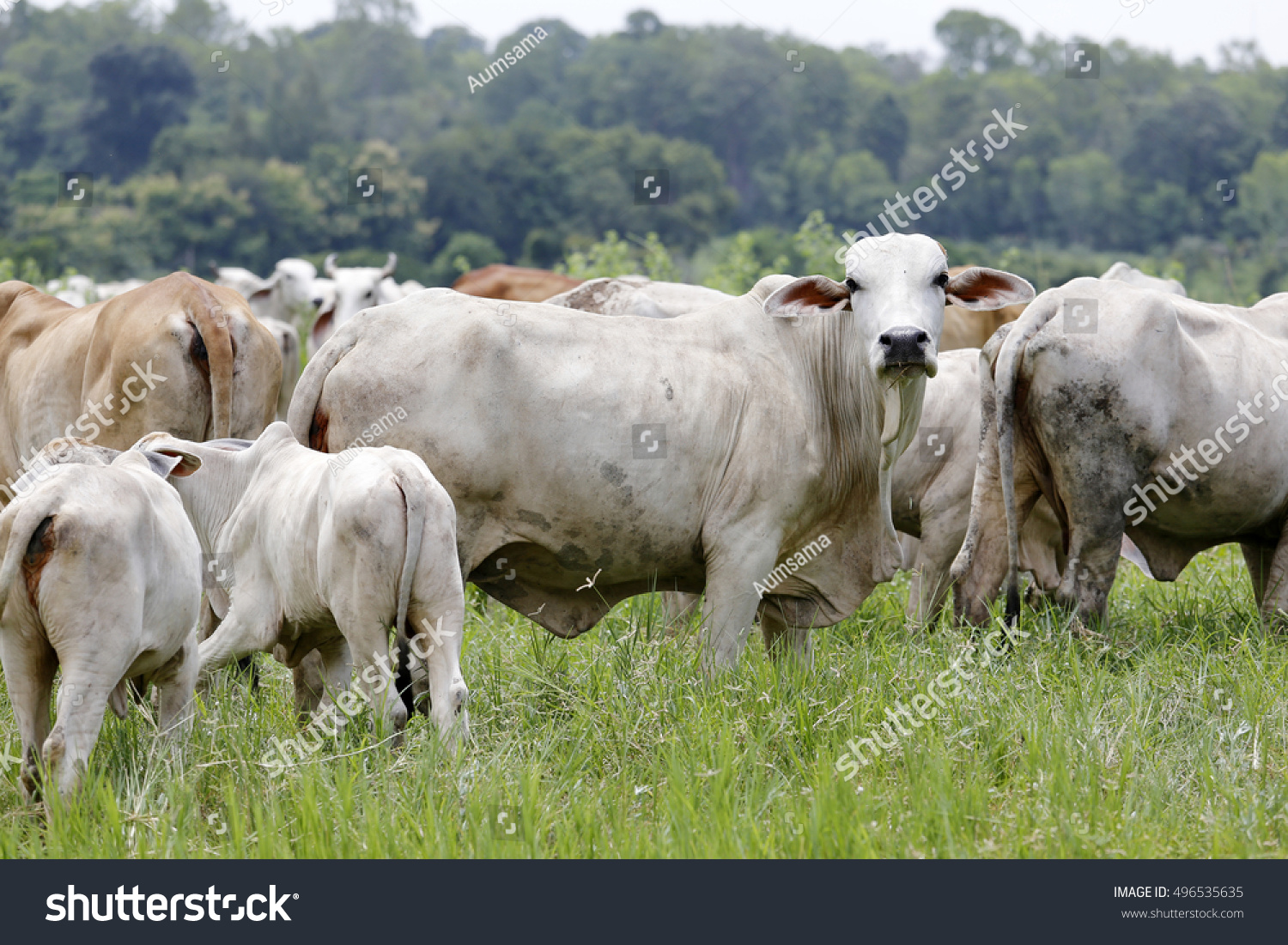 Brahman Cow At A Cattle Farm Stock Photo 496535635 : Shutterstock