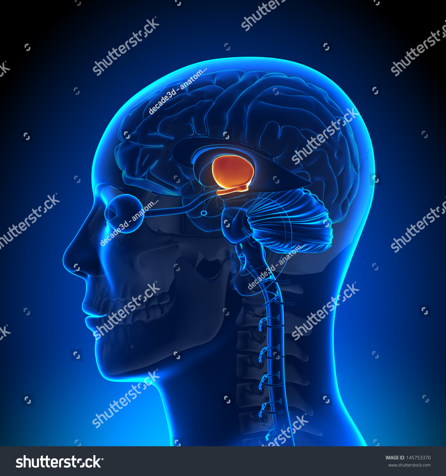 脳解剖学 視床下部 のイラスト素材