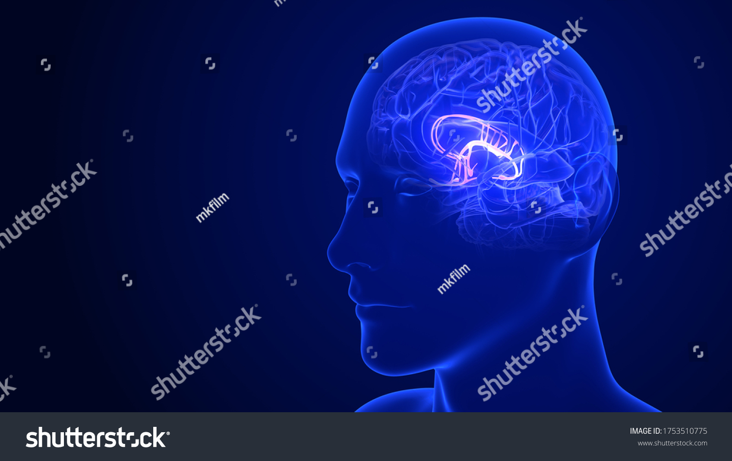 Brain Anatomy Limbic System 3d Rendering Stock Illustration 1753510775 ...