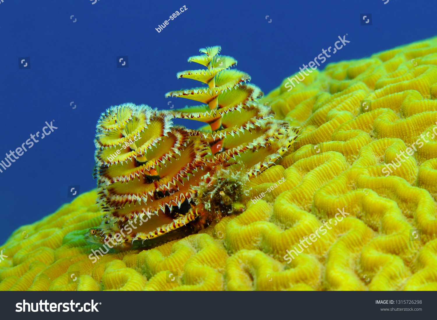 Brain Coral Christmas Tree Worm Small Nature Stock Image