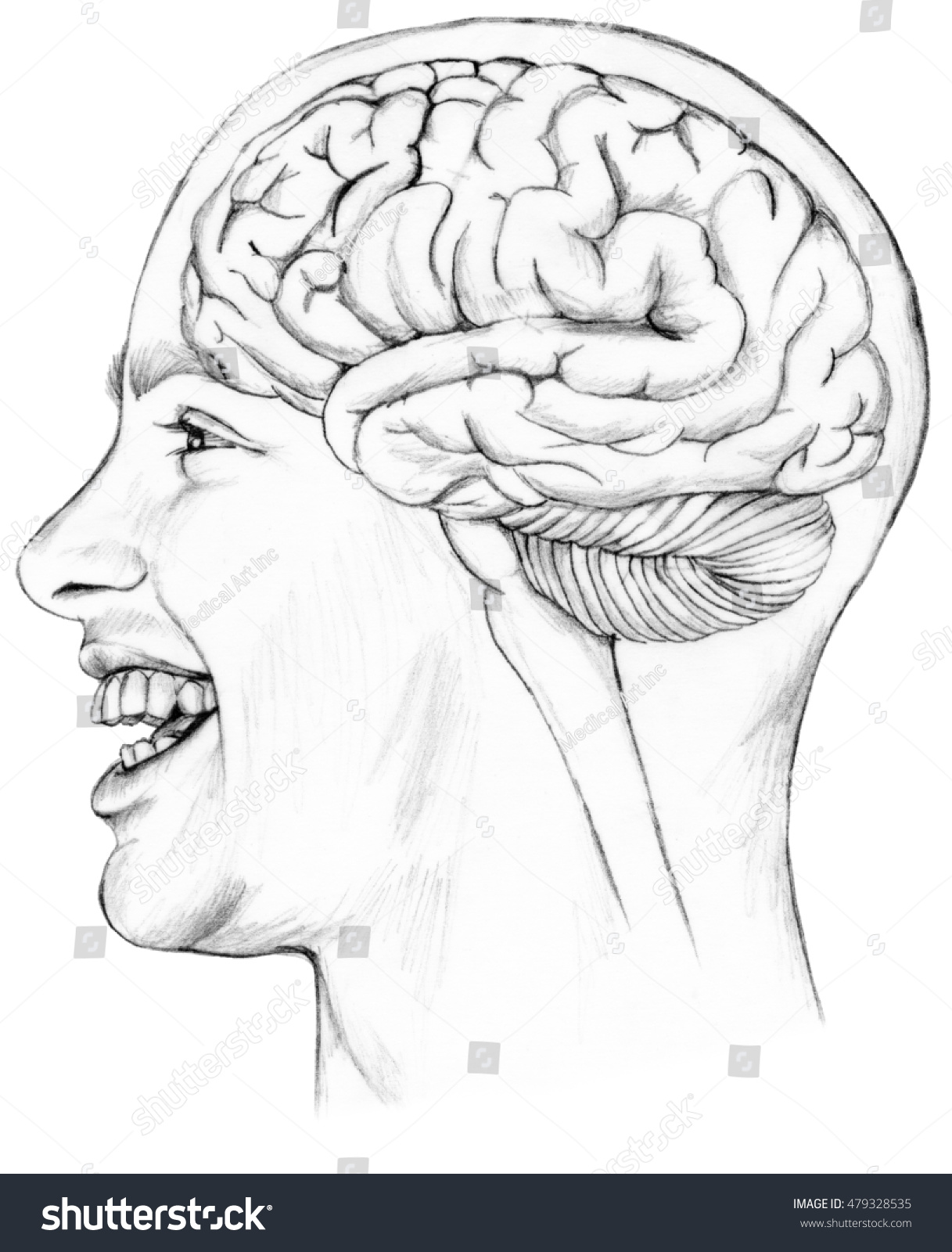 Parietal Lobe Anatomy Britannica