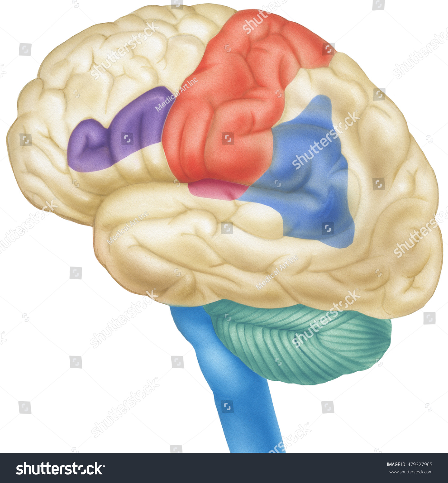 Brain Side View Shown Parietal Lobes Stock Illustration 479327965