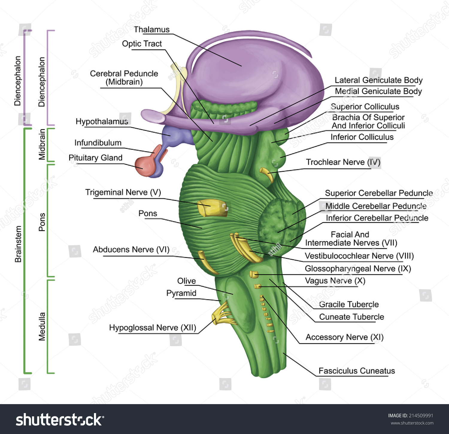 Brainstem Brain Stem Lateral View Posterior Stock Illustration ...