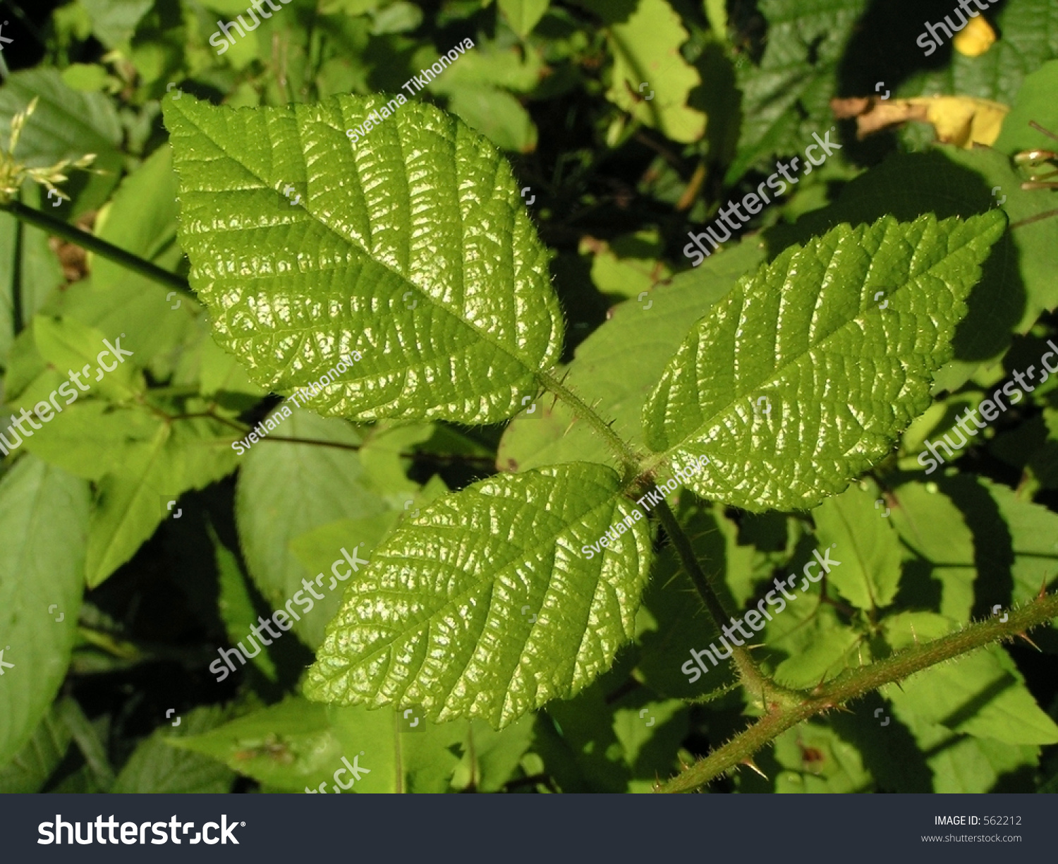 Bramble Leaf Stock Photo 562212 : Shutterstock