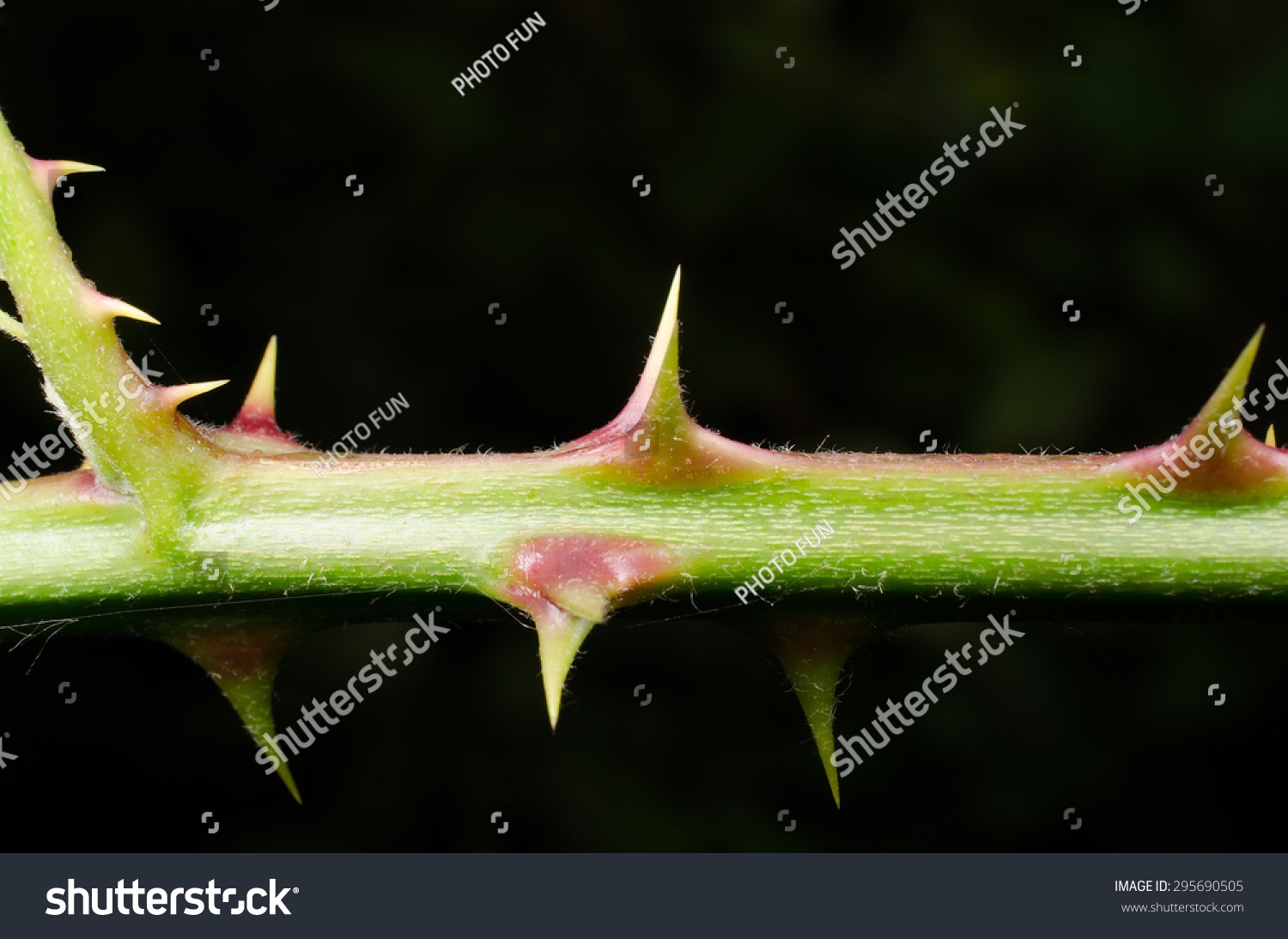 Bramble Thorns Stock Photo 295690505 : Shutterstock