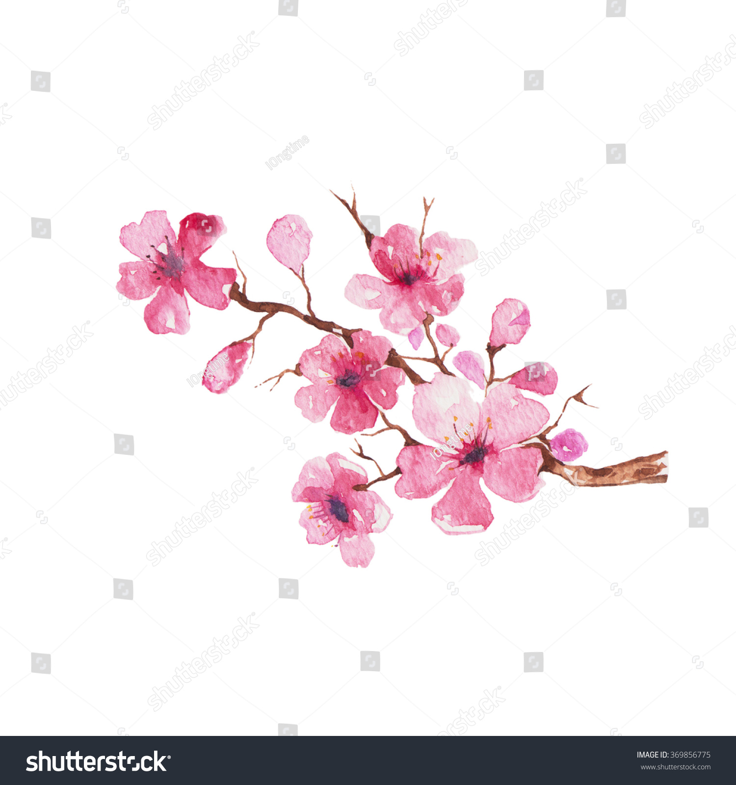 Branch Cherry Blossom Watercolor Painting Stock Illustration 369856775 ...