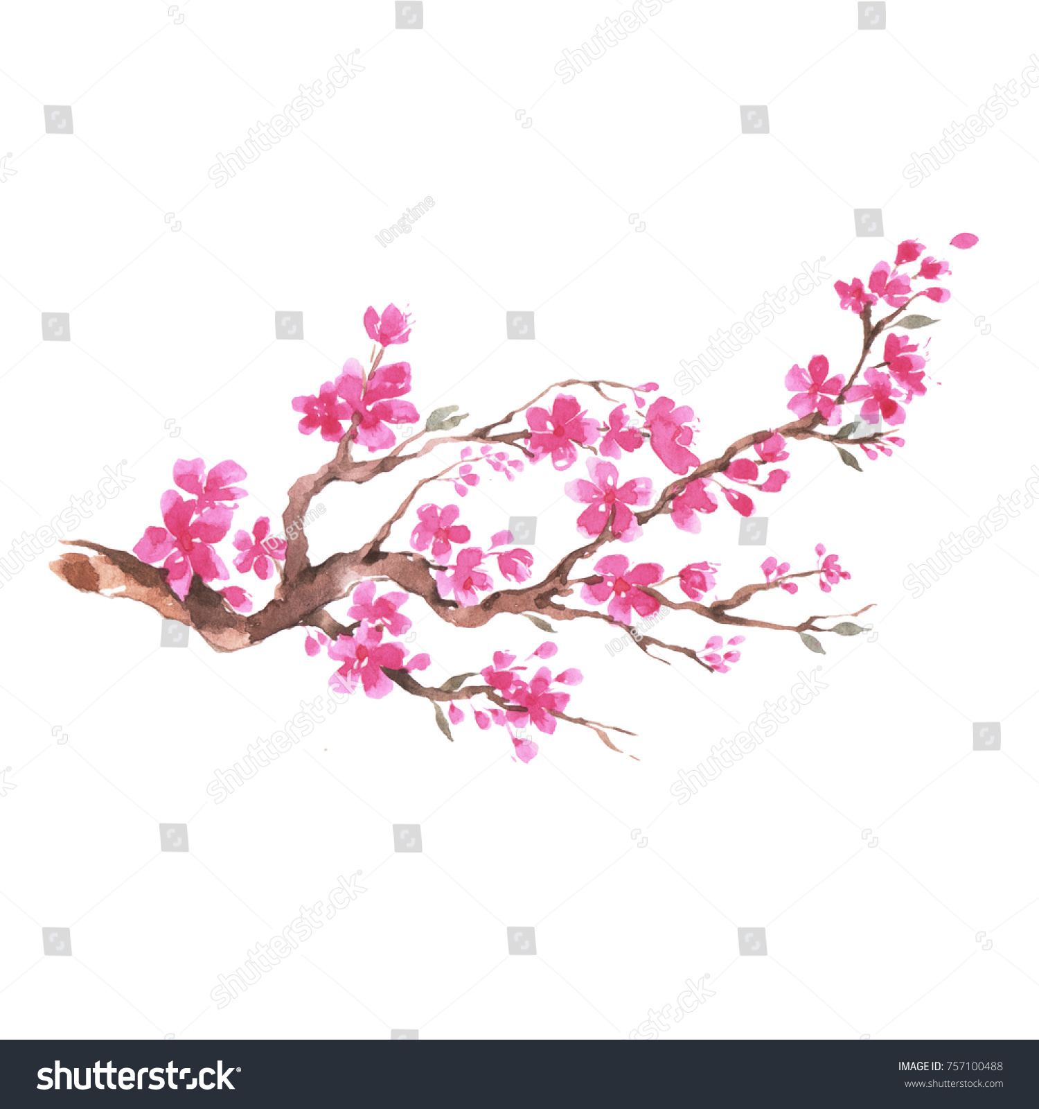 Branch Cherry Blossom Watercolor Painting Stock Illustration 757100488 ...